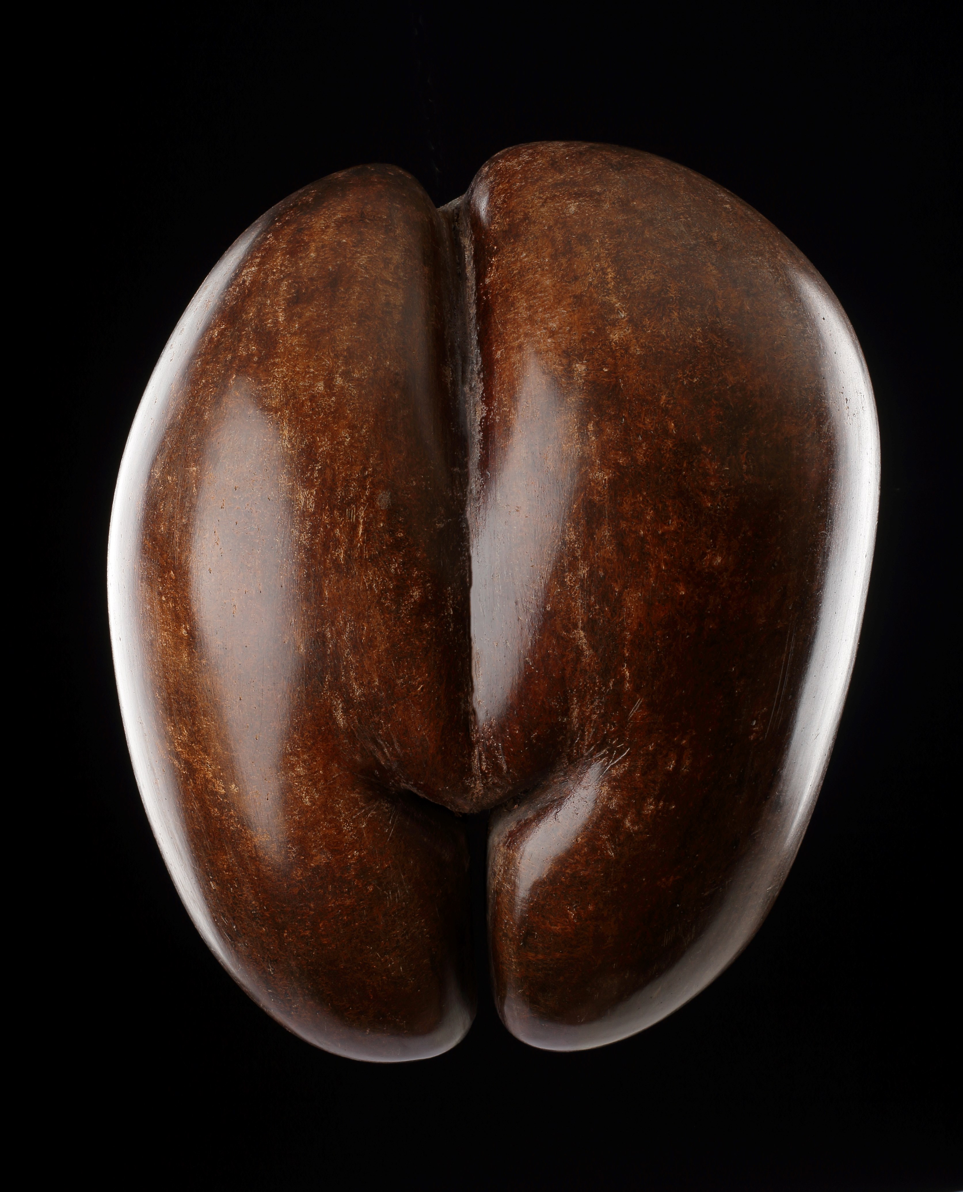 A Fine Specimen of a Seychelles ‘Coco de Mer’